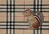 Camouflage Chipmunk 5x7