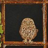 Owl 12x12in