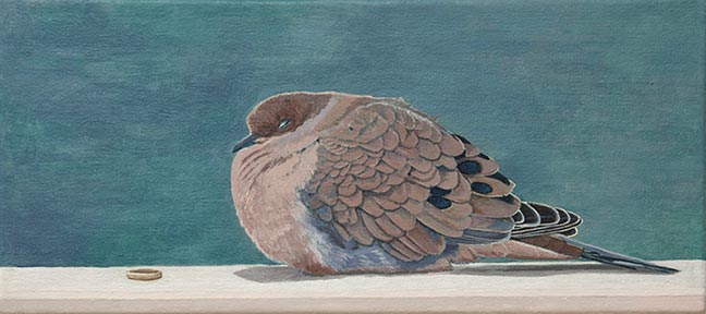 Mourning Dove 8x16