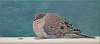 Mourning Dove 8x16in (SOLD)