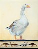 Goose III 18x14in