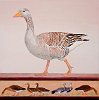 Goose I 24x24in