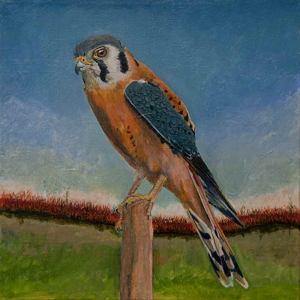 Kestrel 12x12