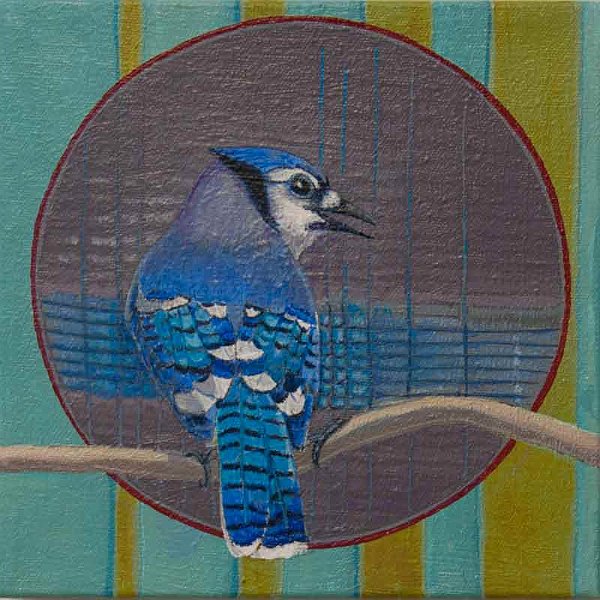 Pulse Blue Jay 8x8