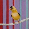 Loop Goldfinch 6x6