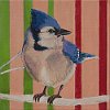 Loop Blue Jay 6x6