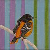 Loop Oriole 6x6